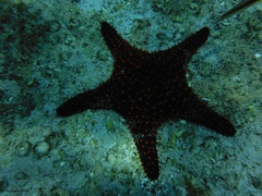 Pentaceraster cumingi