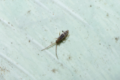 Entomobryidae