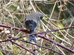 Pyrrhula nipalensis