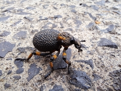 Brachycerus congestus