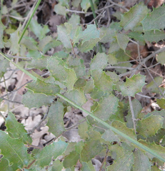 Quercus coccifera
