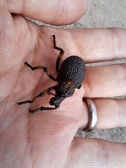 Brachycerus congestus