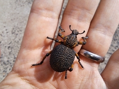 Brachycerus congestus