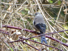 Pyrrhula nipalensis