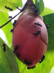 Dolichoderus bispinosus