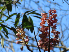 Bretschneidera sinensis