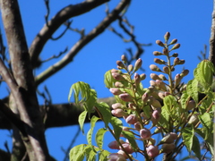 Bretschneidera sinensis