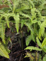 Dicranopteris pedata