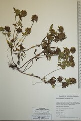 Dracocephalum parviflorum
