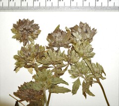 Dracocephalum parviflorum