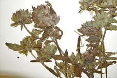 Dracocephalum parviflorum