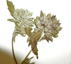 Dracocephalum parviflorum