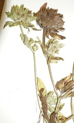 Dracocephalum parviflorum