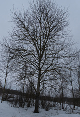 Populus tremula