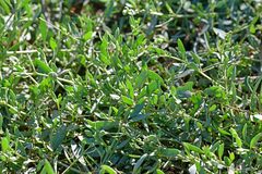 Atriplex portulacoides