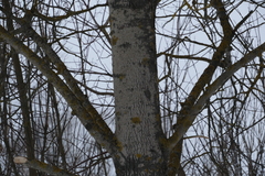 Populus tremula