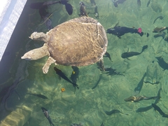 Apalone spinifera atra