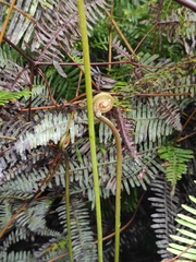 Dicranopteris pedata