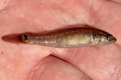 Umbra pygmaea