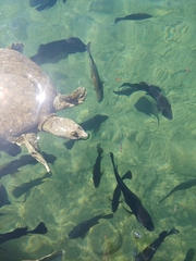 Apalone spinifera atra