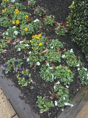 Viola × wittrockiana