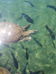 Apalone spinifera atra