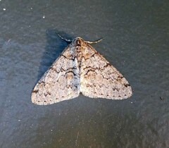 Phigalia denticulata