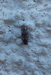 Amphigerontia contaminata