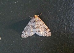 Phigalia denticulata