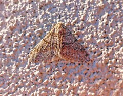 Phigalia strigataria