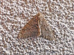 Phigalia strigataria