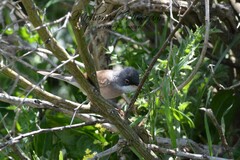 Curruca conspicillata