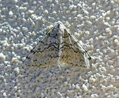 Phigalia strigataria