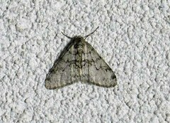 Phigalia strigataria