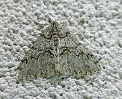 Phigalia strigataria