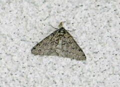 Phigalia strigataria