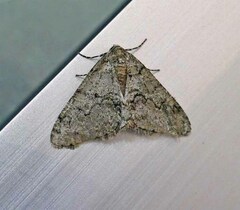 Phigalia strigataria