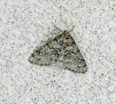 Phigalia strigataria