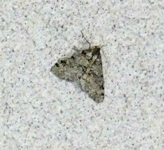 Phigalia strigataria