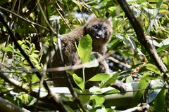 Prolemur simus