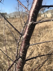 Prunus angustifolia