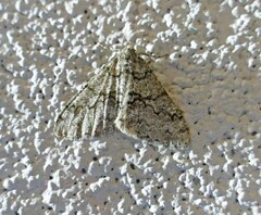 Phigalia strigataria