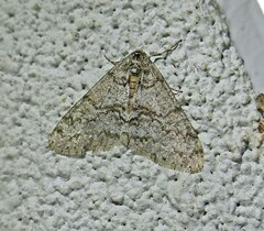 Phigalia strigataria