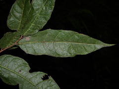 Clarisia ilicifolia