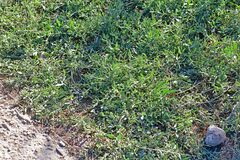 Atriplex portulacoides