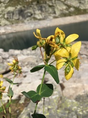Hypericum richeri