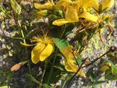 Hypericum richeri