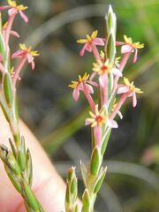 Struthiola ciliata