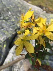 Hypericum richeri