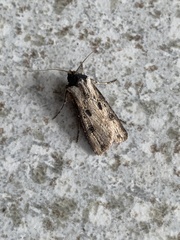 Agrotis malefida